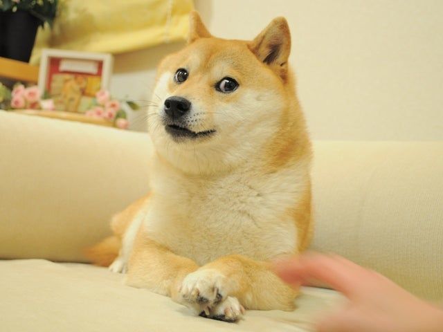 Relaxed dog with a sceptic look.